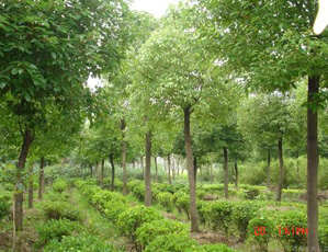 寶潔公司Procter & Gamble